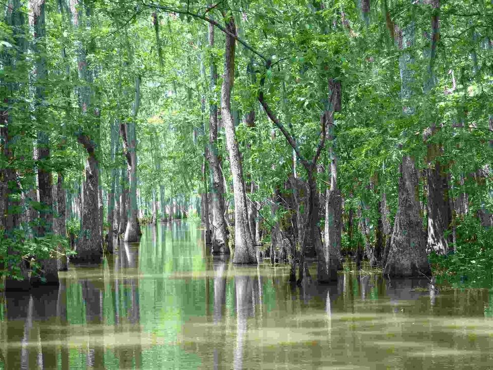 read about the differences between marshes and swamps