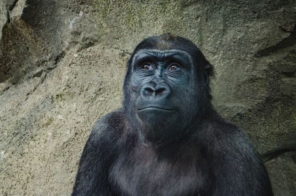 Read about the famous chimpanzee Ham who created history.