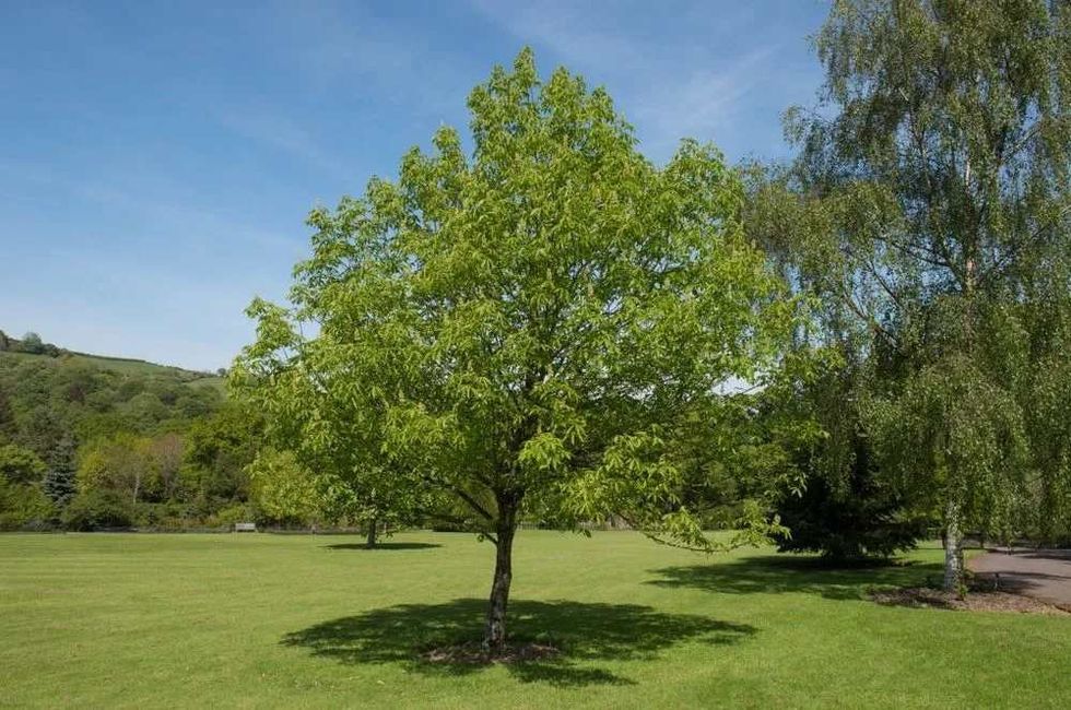 read about the species of buckeye trees