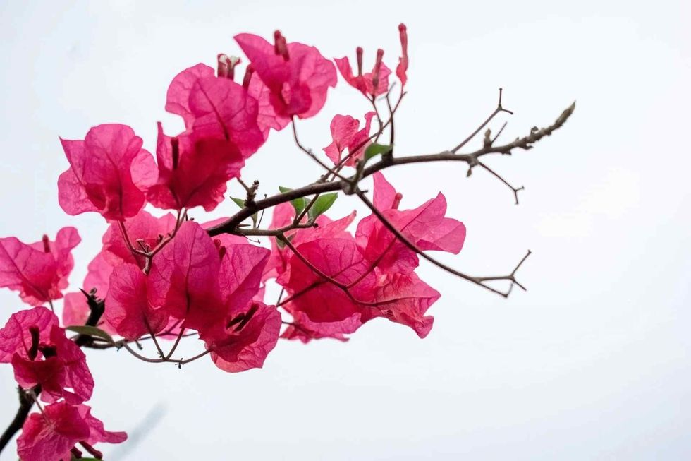 read about the uses of bougainvillea plant