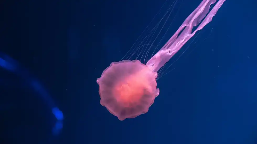 Read about these amazing zooplankton facts.