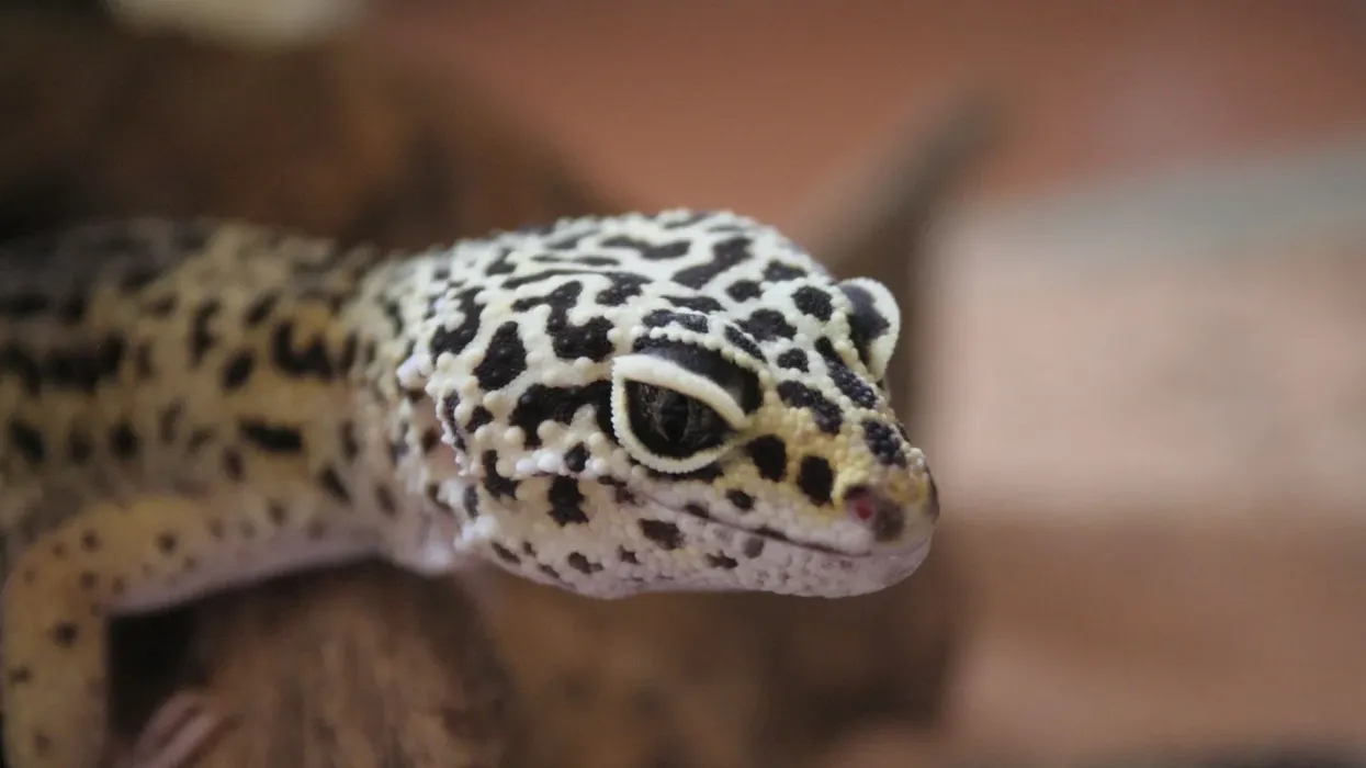 Read about tokay gecko facts to learn about this reptile species with a vertical split in their pupil.