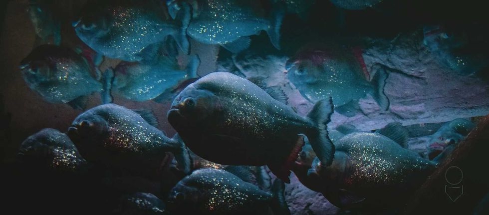 read about what makes fishes extremely dangerous 