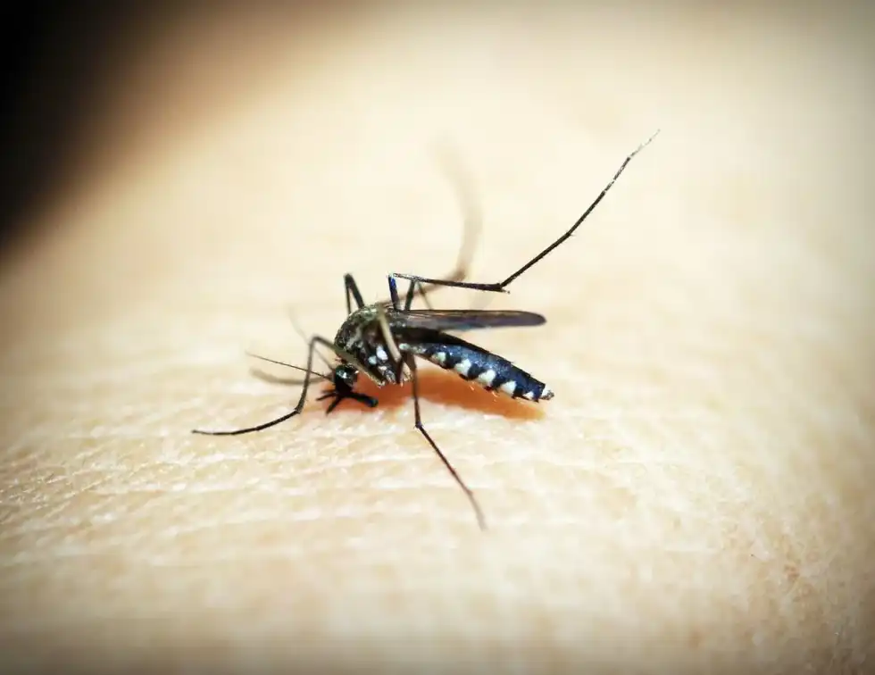 Read about World Malaria Day to learn about the events of malaria elimination.