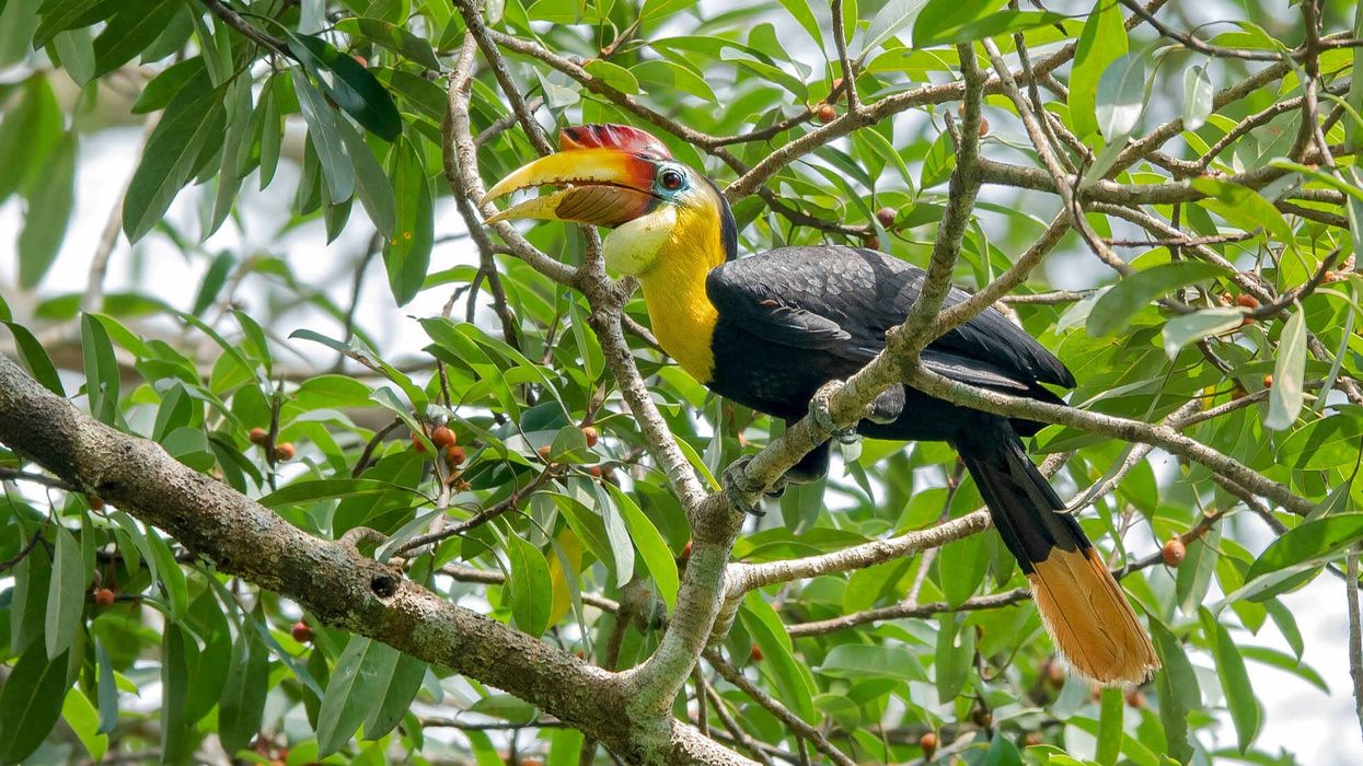 Read about wrinkled hornbill facts to discover these threatened species.
