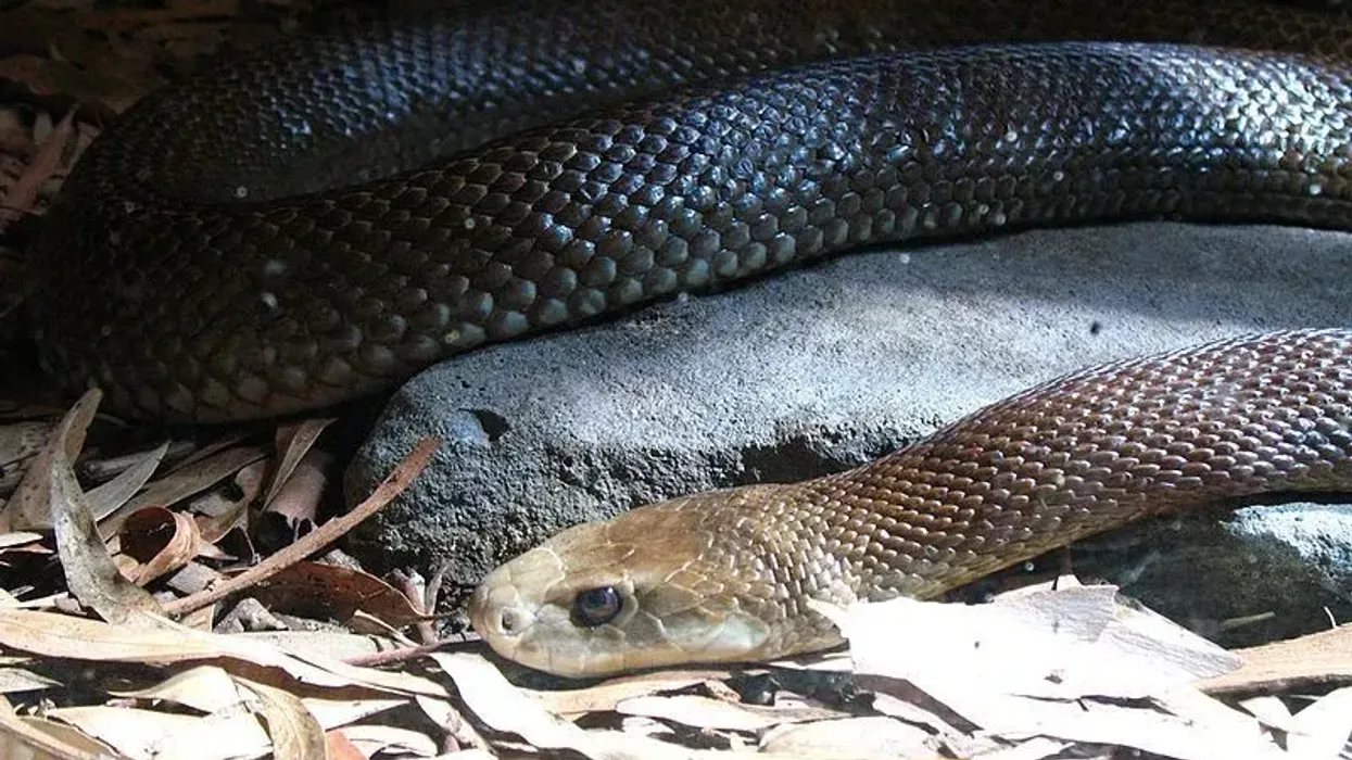 Read ahead to find out some interesting Central Ranges taipan facts!