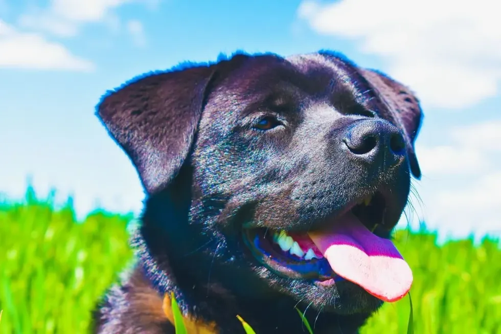 Read Akita Lab Mix facts to know about the dog and its Akita and Labrador parents!