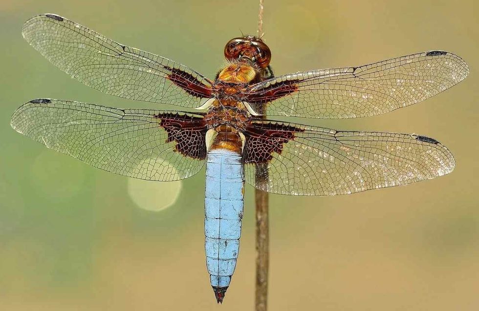 Read all about the life stages of a dragonfly.