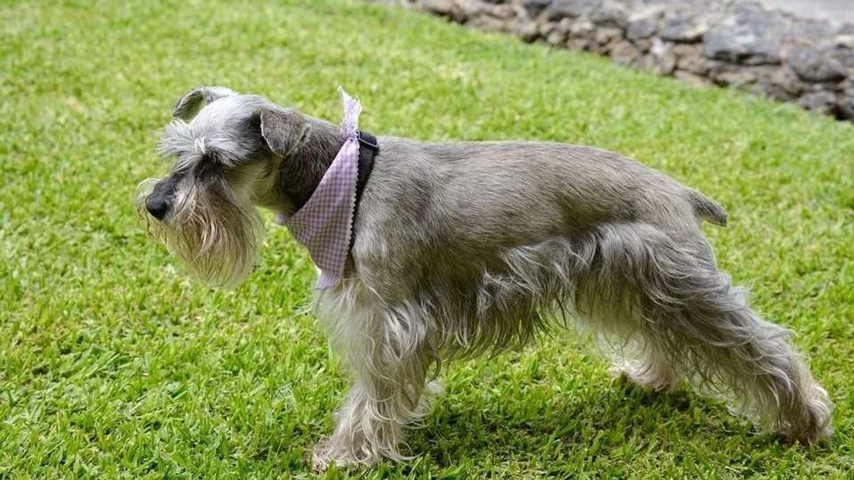 Read all the amazing facts about Schnauzer.