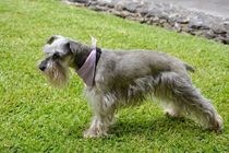 Read all the amazing facts about Schnauzer.