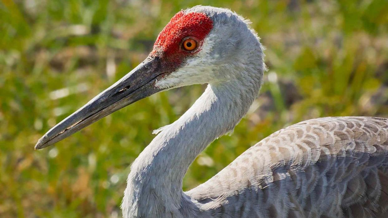 Read all the fascinating facts about the Sandhill Crane.