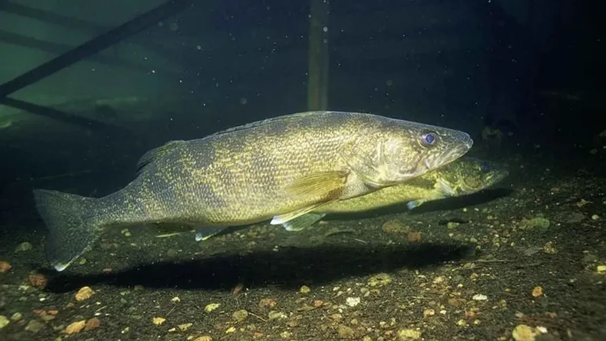 Read along these amazing walleye fish facts on the freshwater fish.