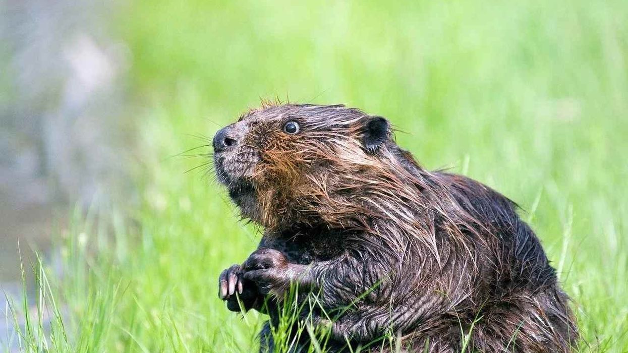 Read amazing American beaver facts about their food habits, habitat, and behavior.