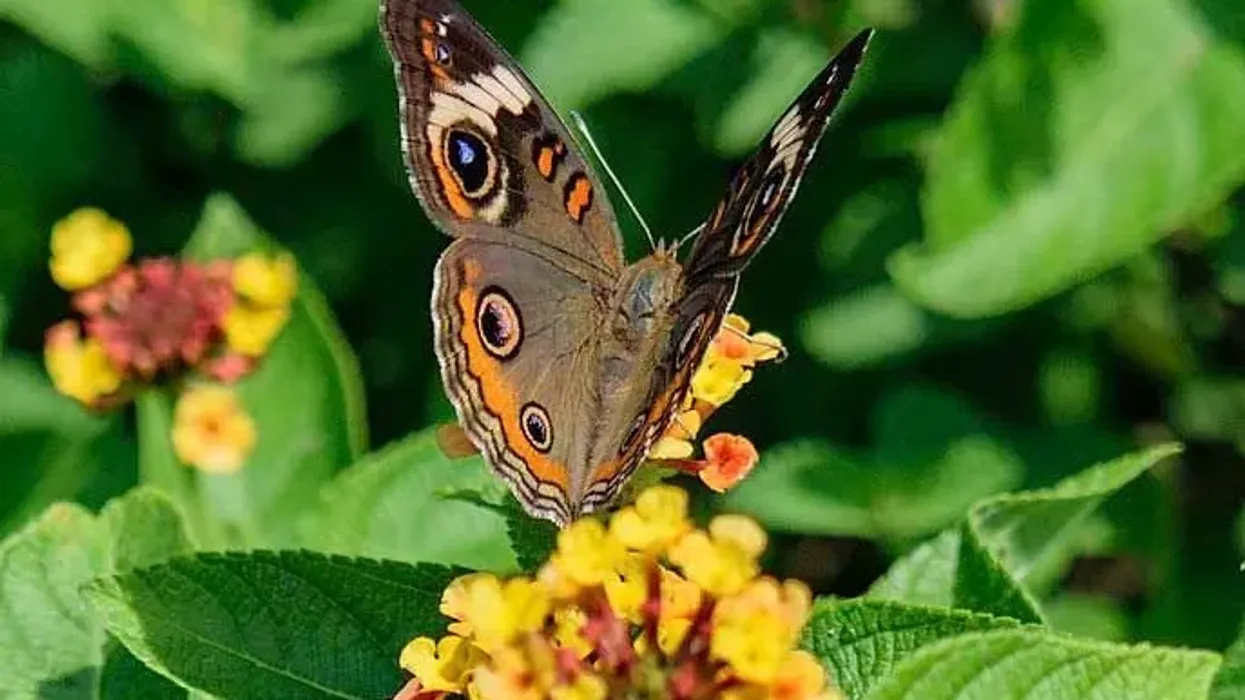 Read amazing facts about the common buckeye butterfly, Junonia coenia