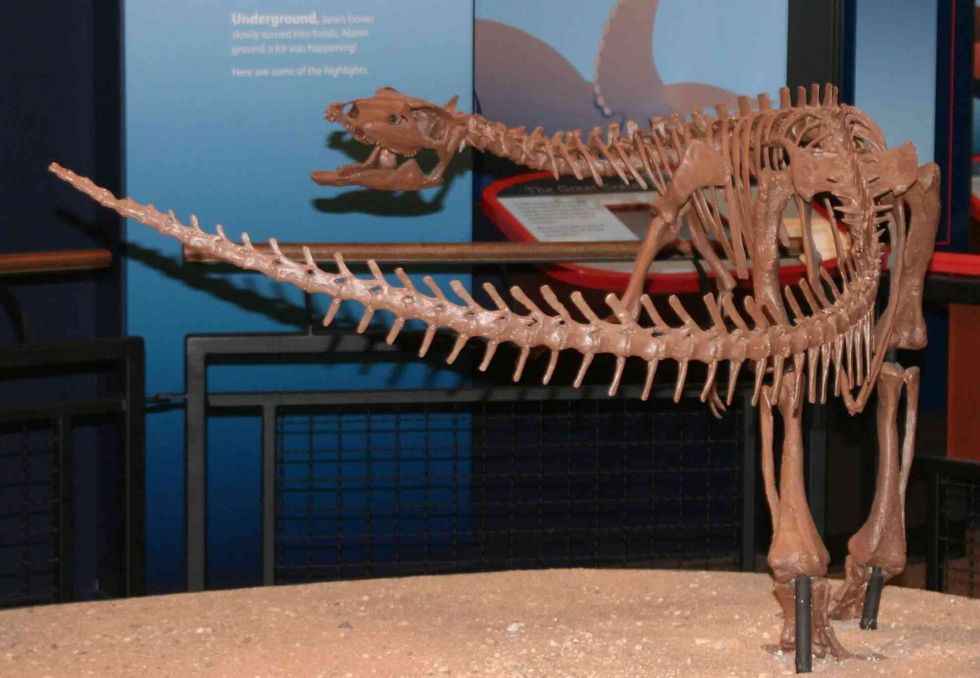 Read amazing facts about Thescelosaurus.