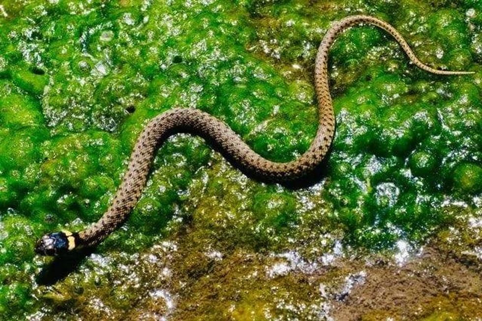 Read amazing snake facts and know if they have tails.