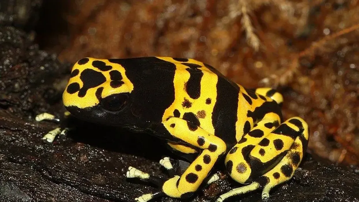 Read and learn about yellow-banded poison dart frog facts here