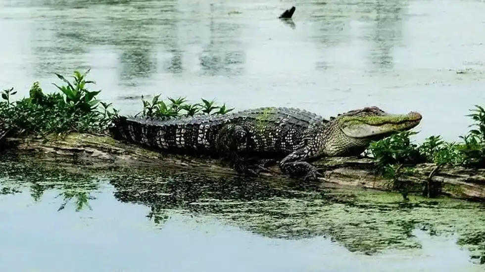 Read are there alligators in the Mississippi River facts to know more about feeding alligators and the Mississippi River.