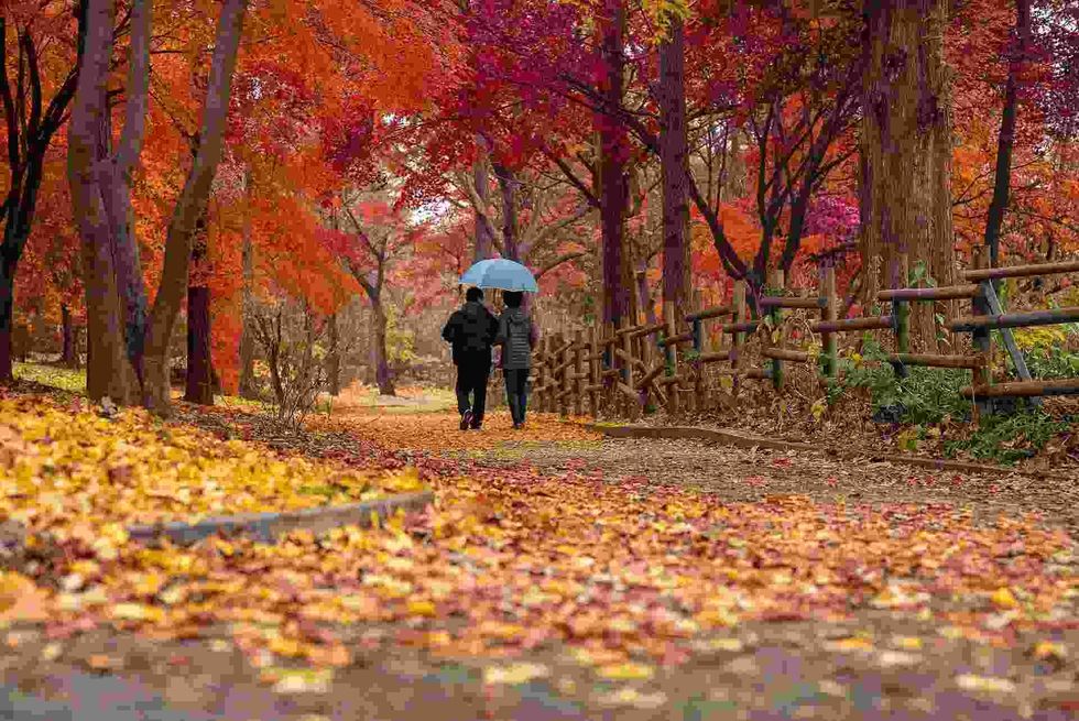 Read Autumn Blaze Maple tree facts to know about these drought-tolerant hybrid species.