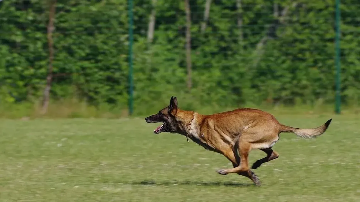 Read Belgian Malinois facts about the high energy level dogs that are perfect for search and rescue missions with police and military.