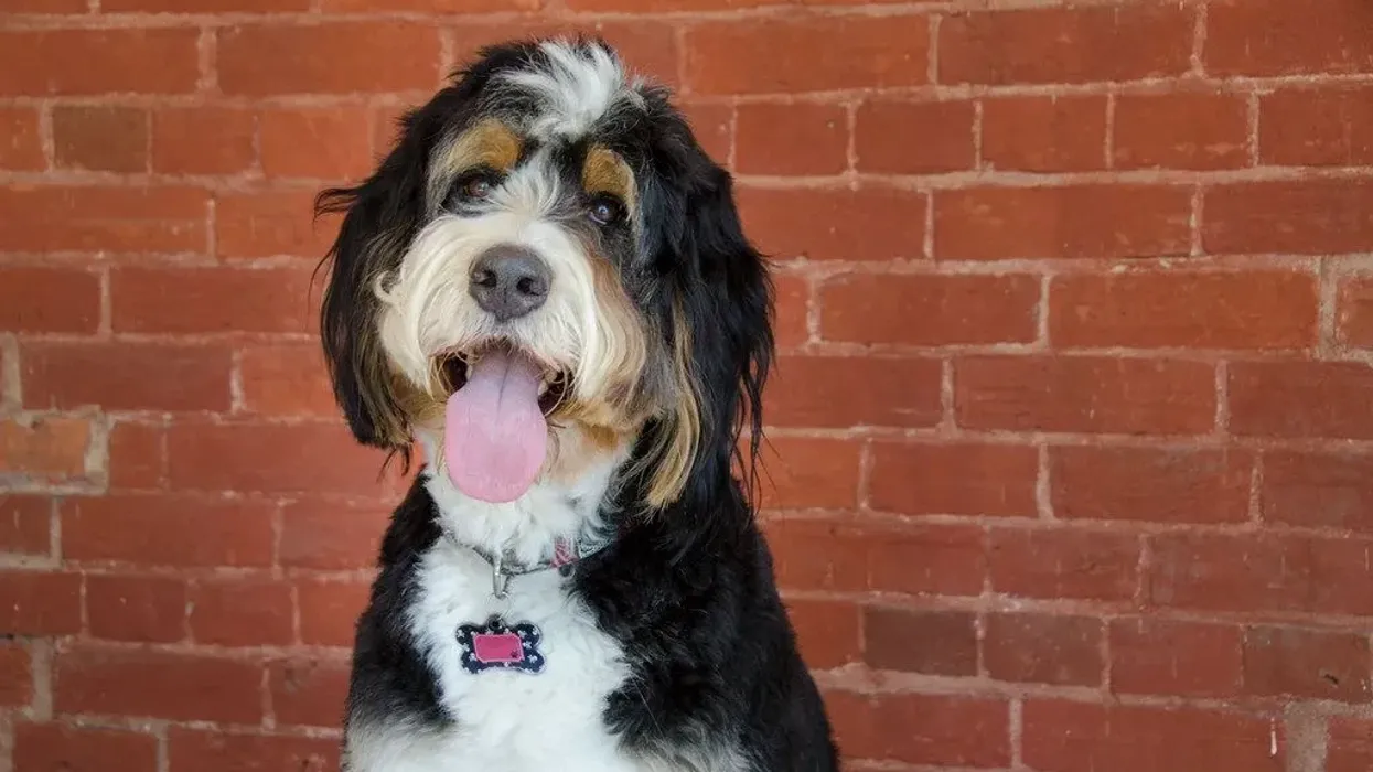 Read Bernedoodle facts about this friendly little crossbreed.