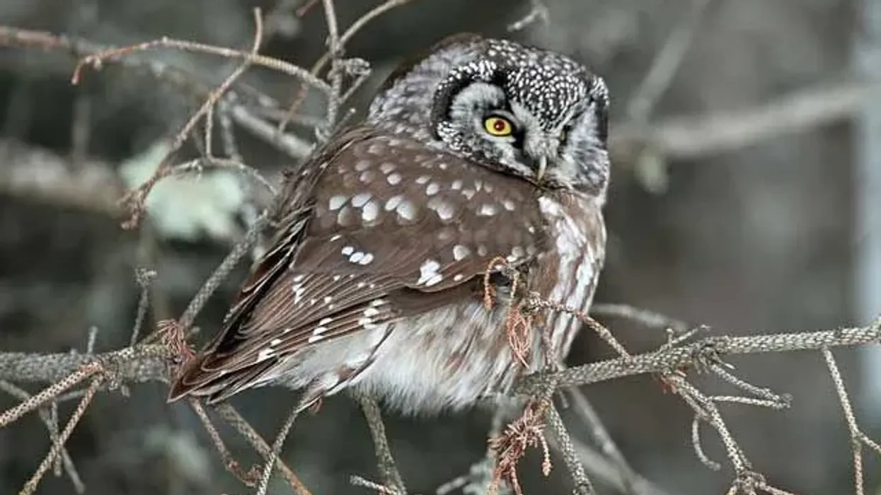 Read boreal owl facts like breeding range and prey