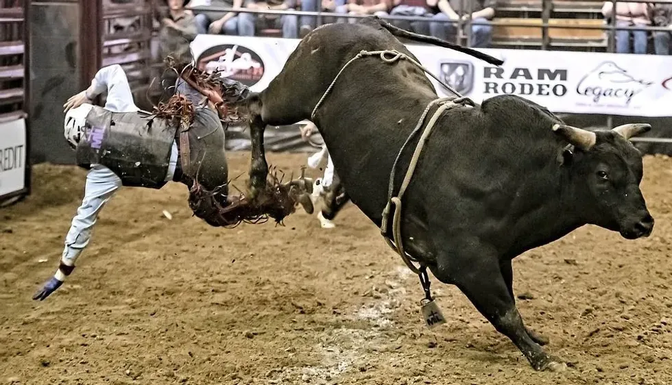 Read bull riding facts to dive into the exhilarating world of bull riding.