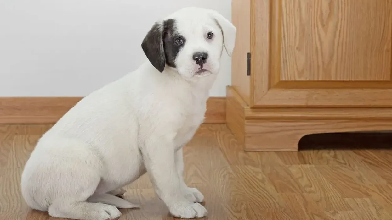 Read Bullador facts about the Labrador Bulldog mixed-breed dog.