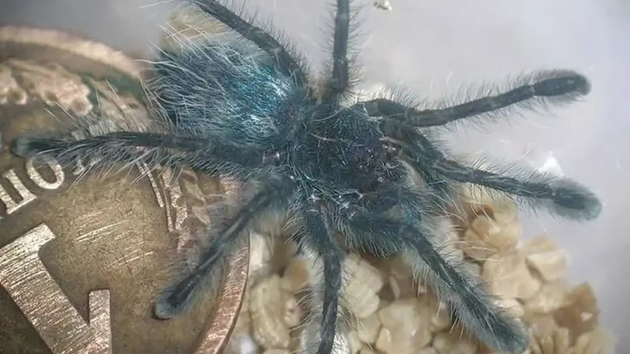 Read Caribena versicolor spider facts to learn more about the abdomen coloration of the adults found in South America.