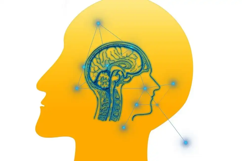 Read Central Nervous System Facts to learn more about the nervous system, the human brain and the spinal cord.