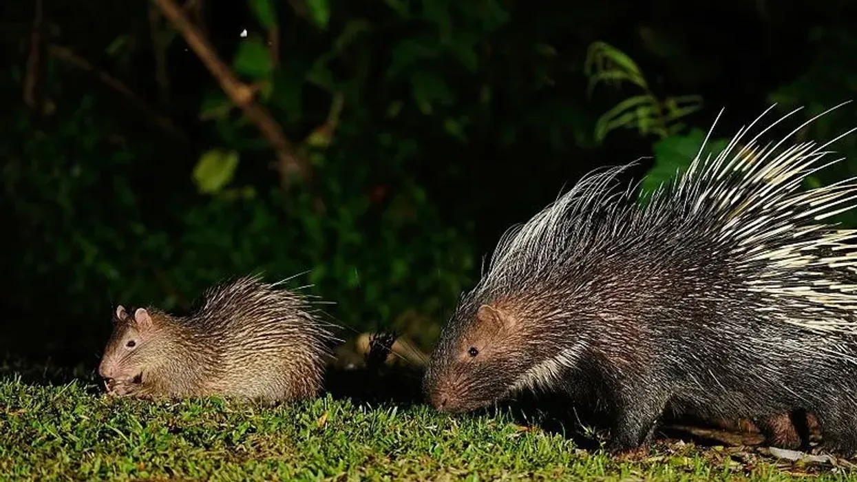 Read cool and interesting brush-tailed porcupine facts