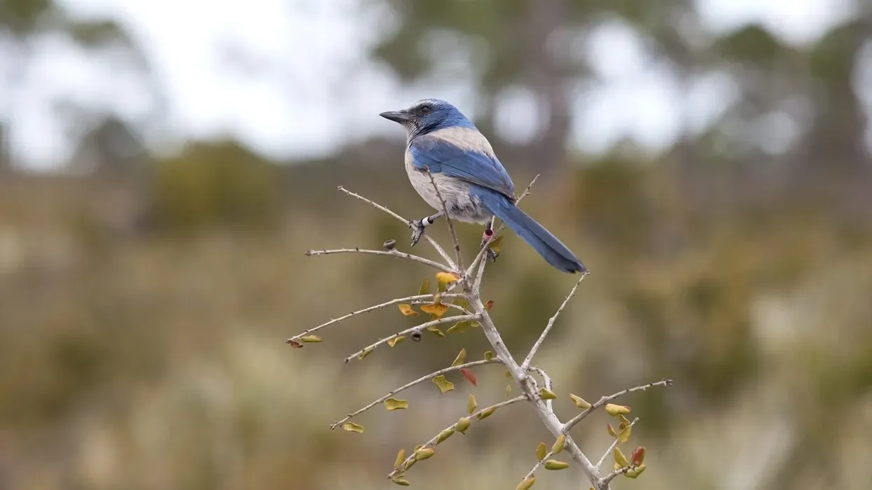 Read Florida scrub jay facts here.