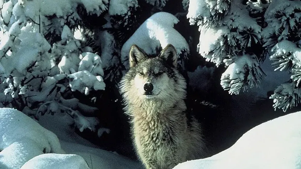 Read further to discover some awesome southern Rocky Mountain wolf facts!