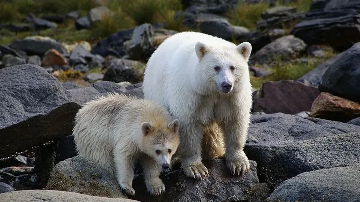 Read further to discover some awesome spirit bear facts.
