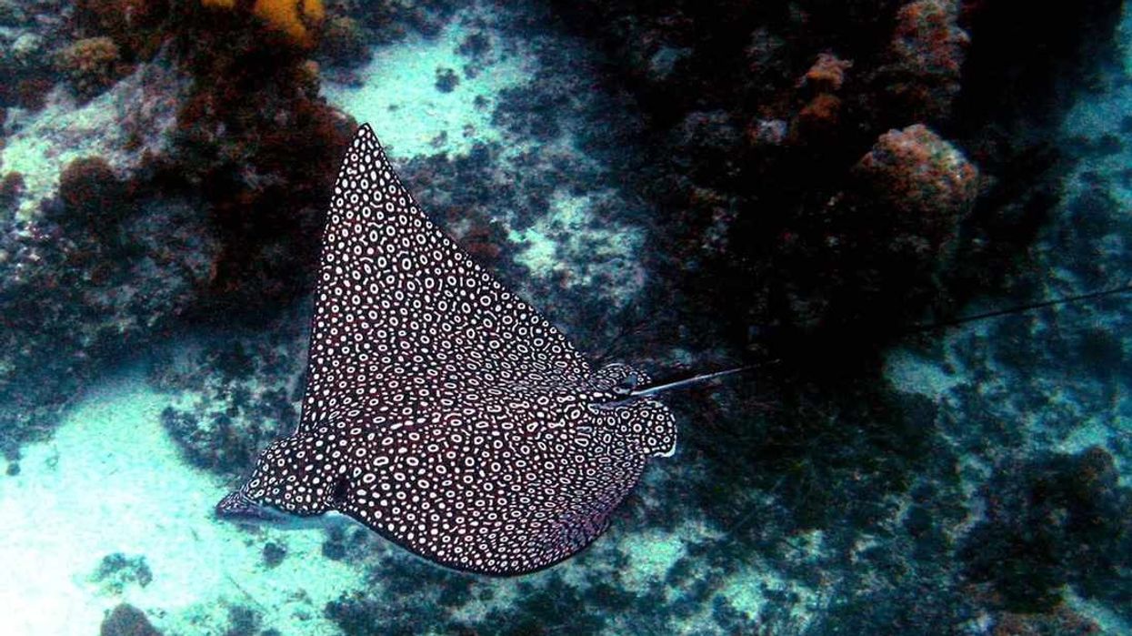Read further to learn some spotted eagle ray facts including spotted ray habitat and spotted eagle ray colors.