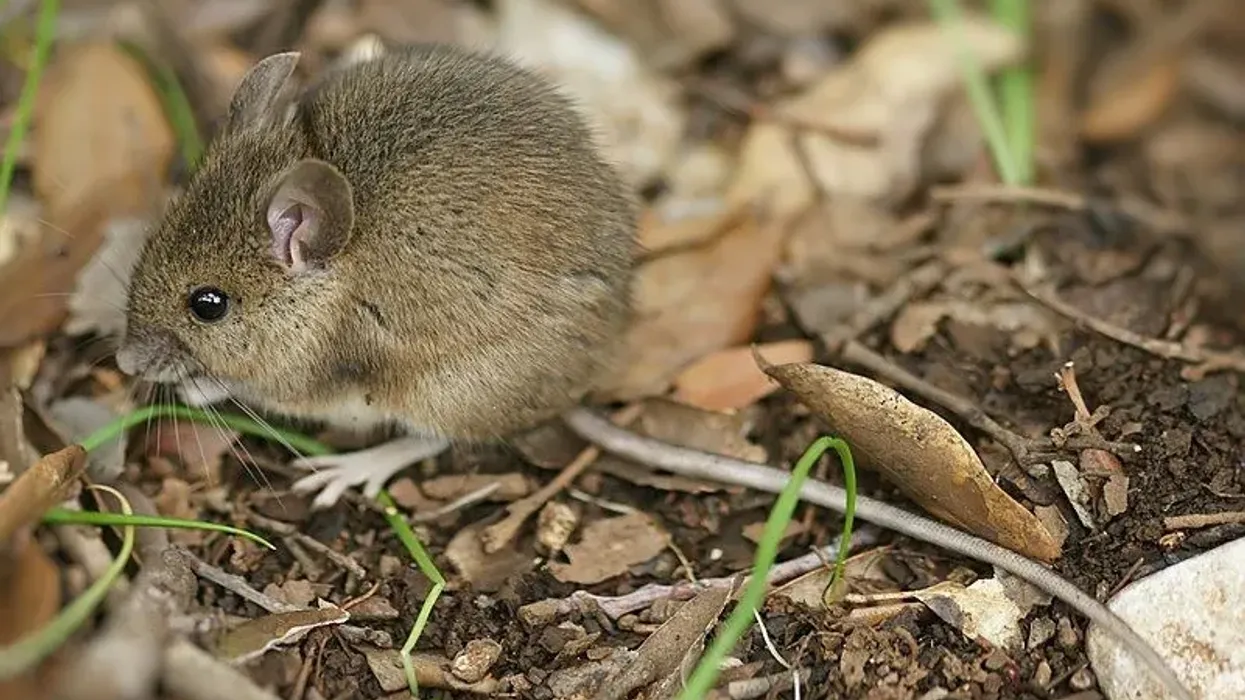 Read further to learn some tree mouse facts!
