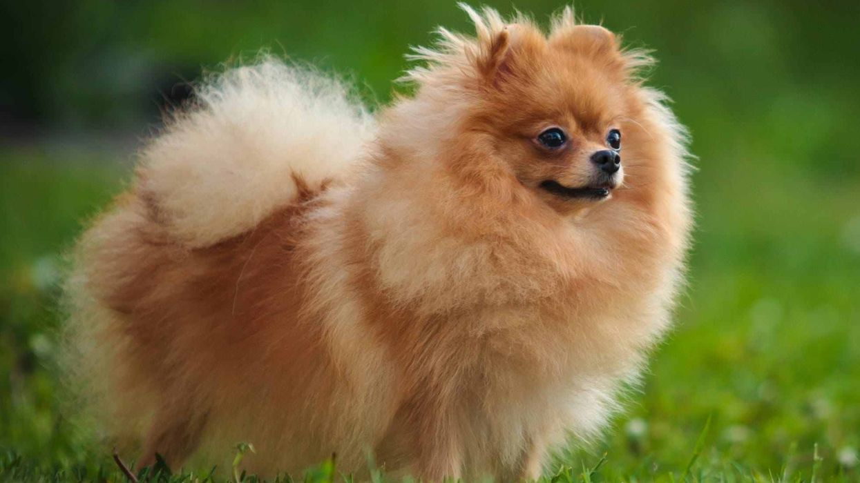 Read here several interesting German spitz facts.