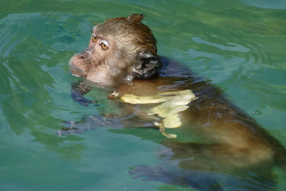 read how do monkeys swim