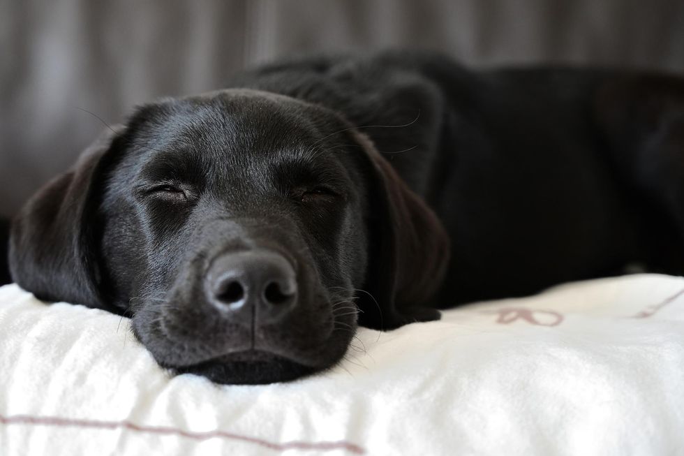 How Long Do Black Labs Live? Average Lifespan Of Your Furry Friend