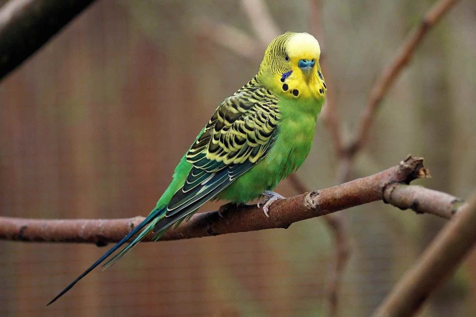 read if budgies are happy in cages