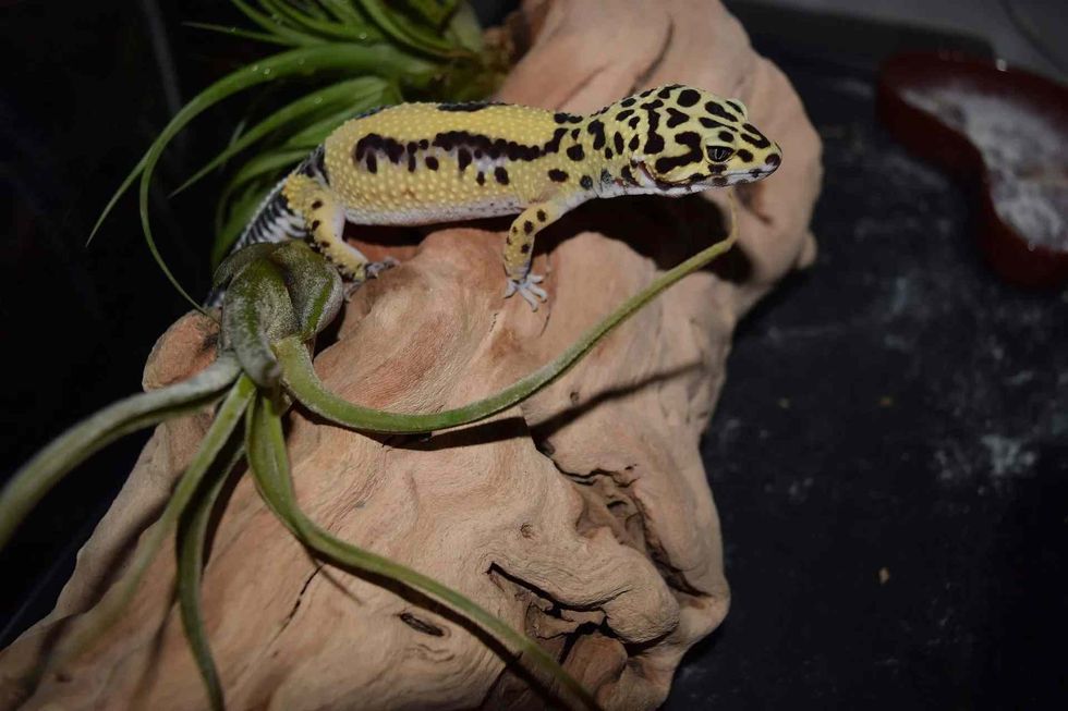 read if leopard geckos eat fruit and vegetables