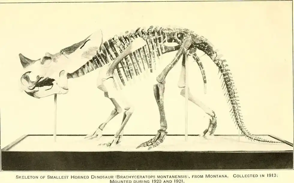 Read in the article some awesome Brachyceratops facts