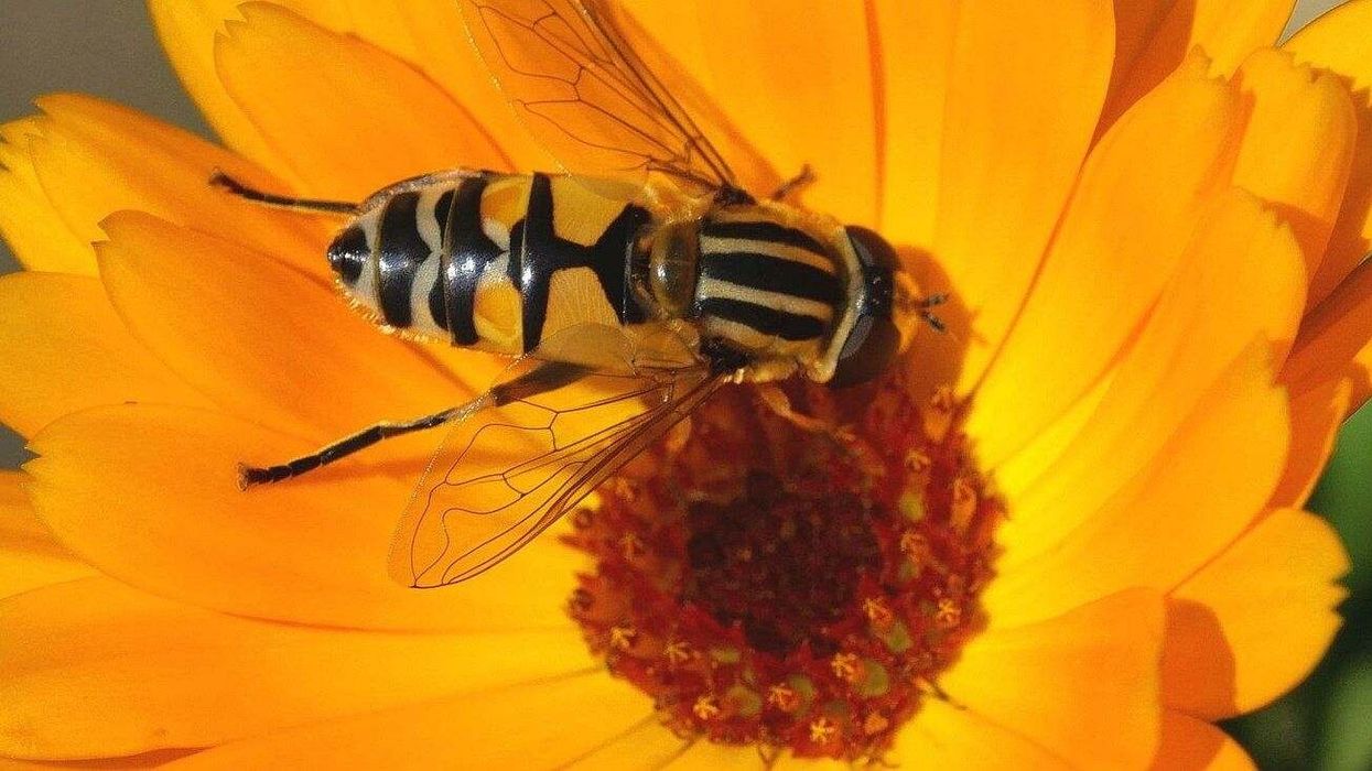 Read in the article some interesting hoverfly facts