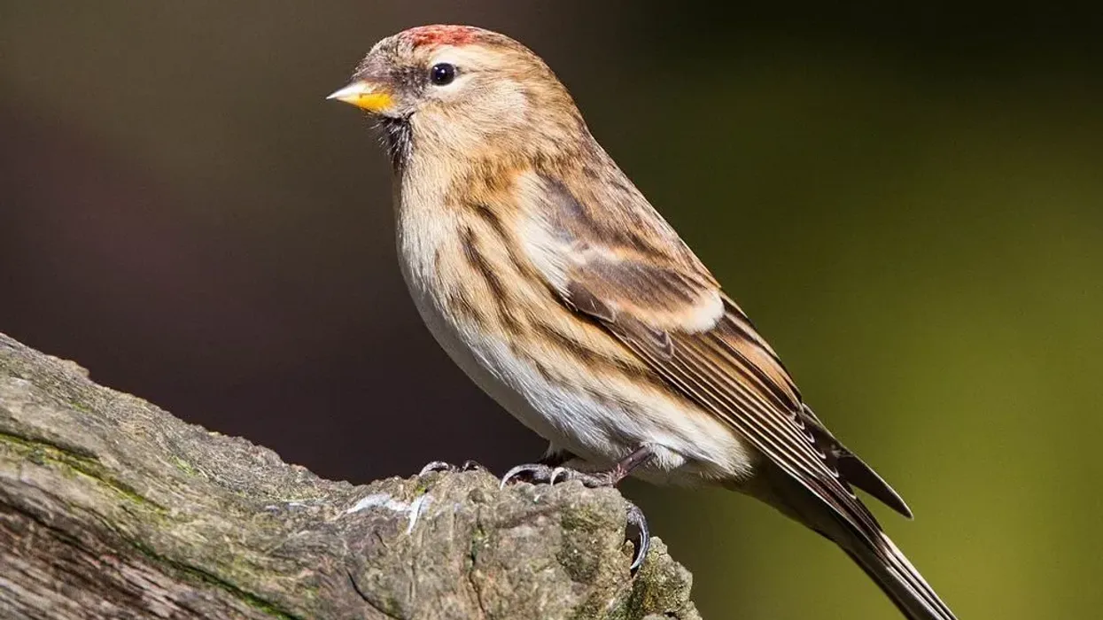 Read in the article some interesting lesser redpoll facts