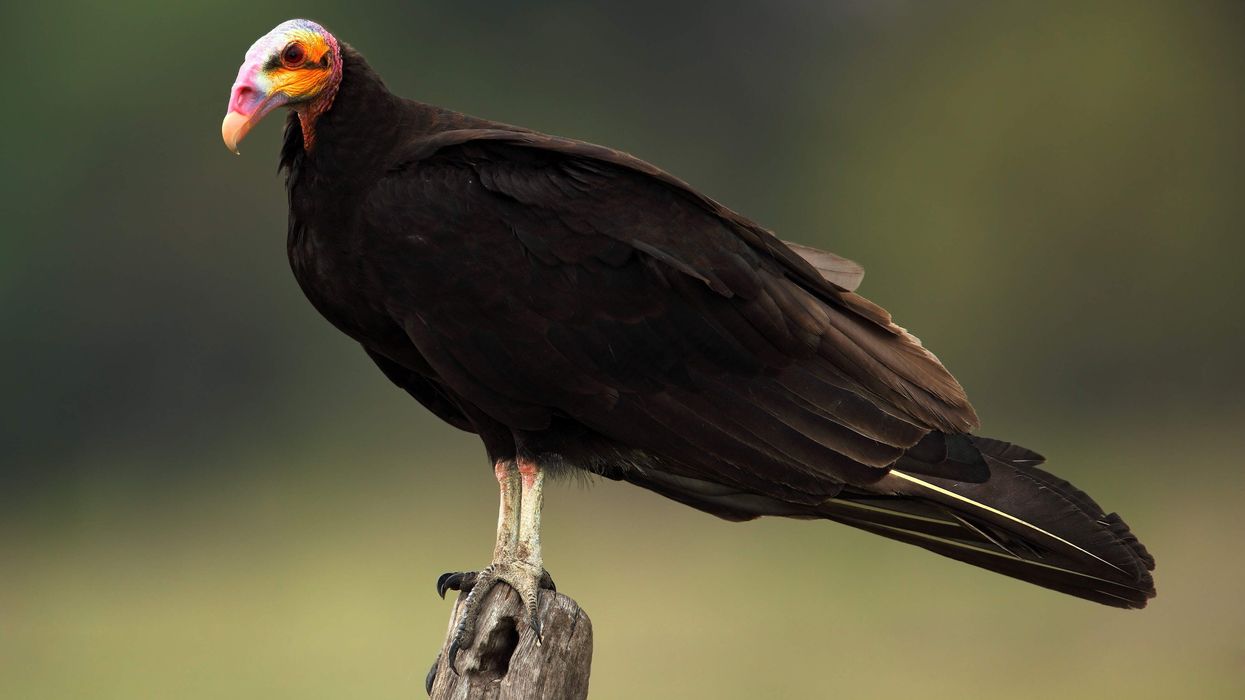 Read in the article some interesting lesser yellow headed vulture facts