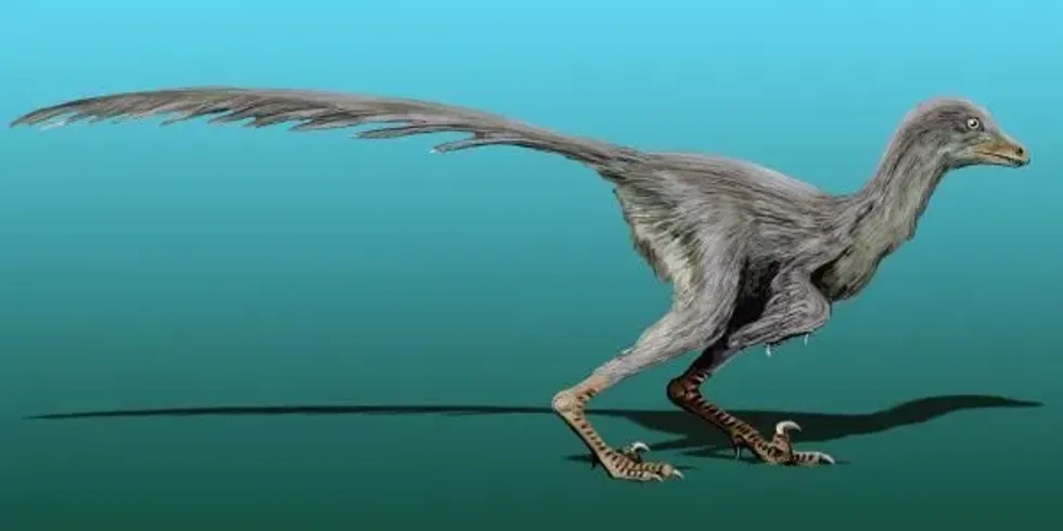 Read in the article some interesting Tianyuraptor facts.