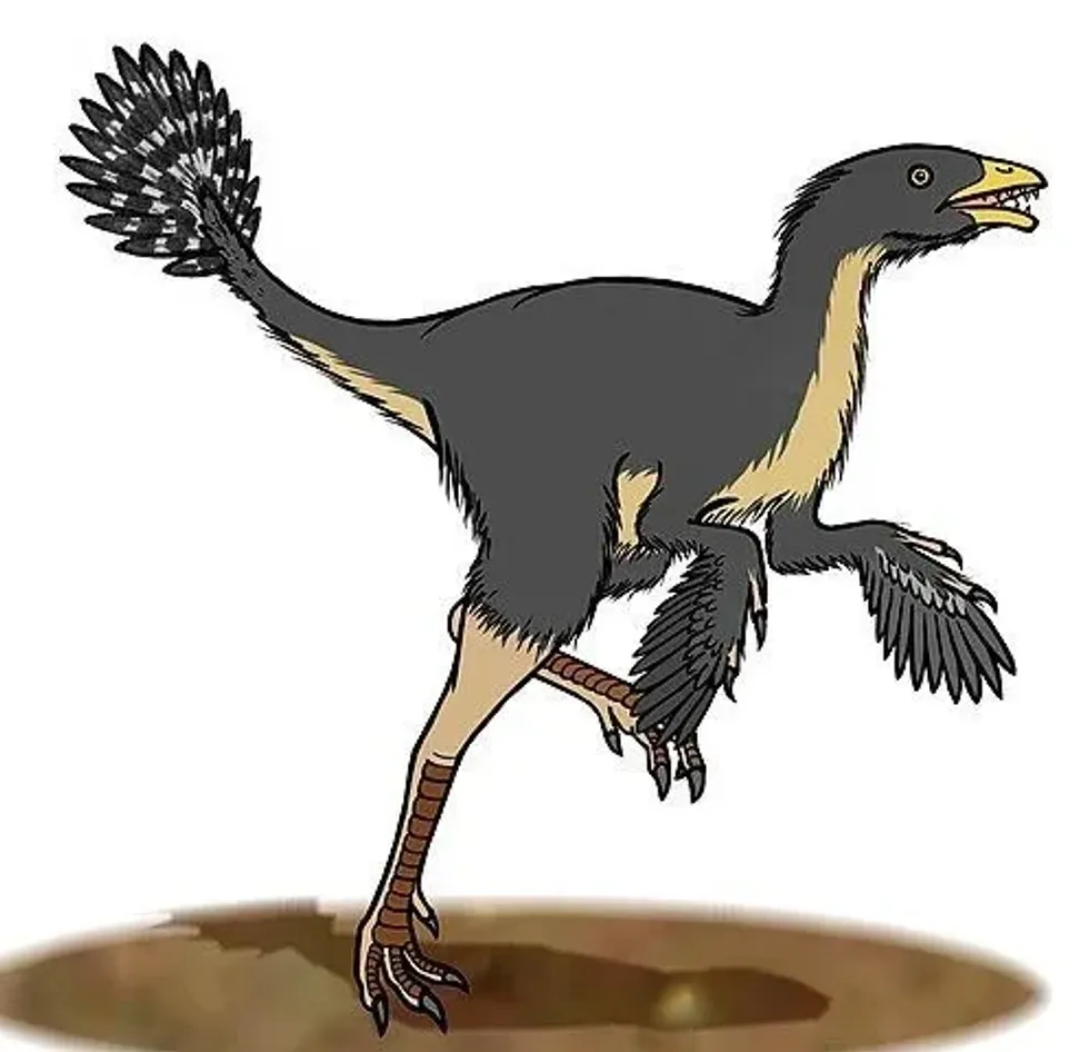 Read interesting and fun Caudipteryx facts about the genus of primitive flightless birds from the clade Dinosauria.