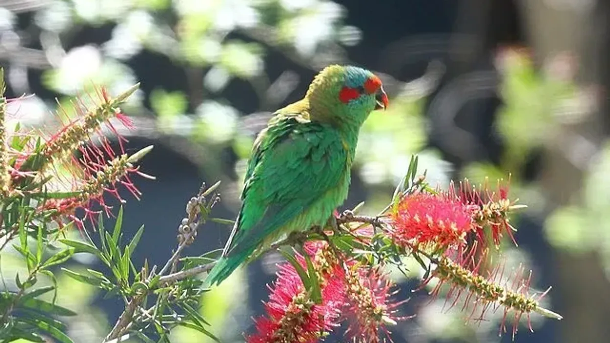 Read interesting and fun musk lorikeet facts to enhance your knowledge.