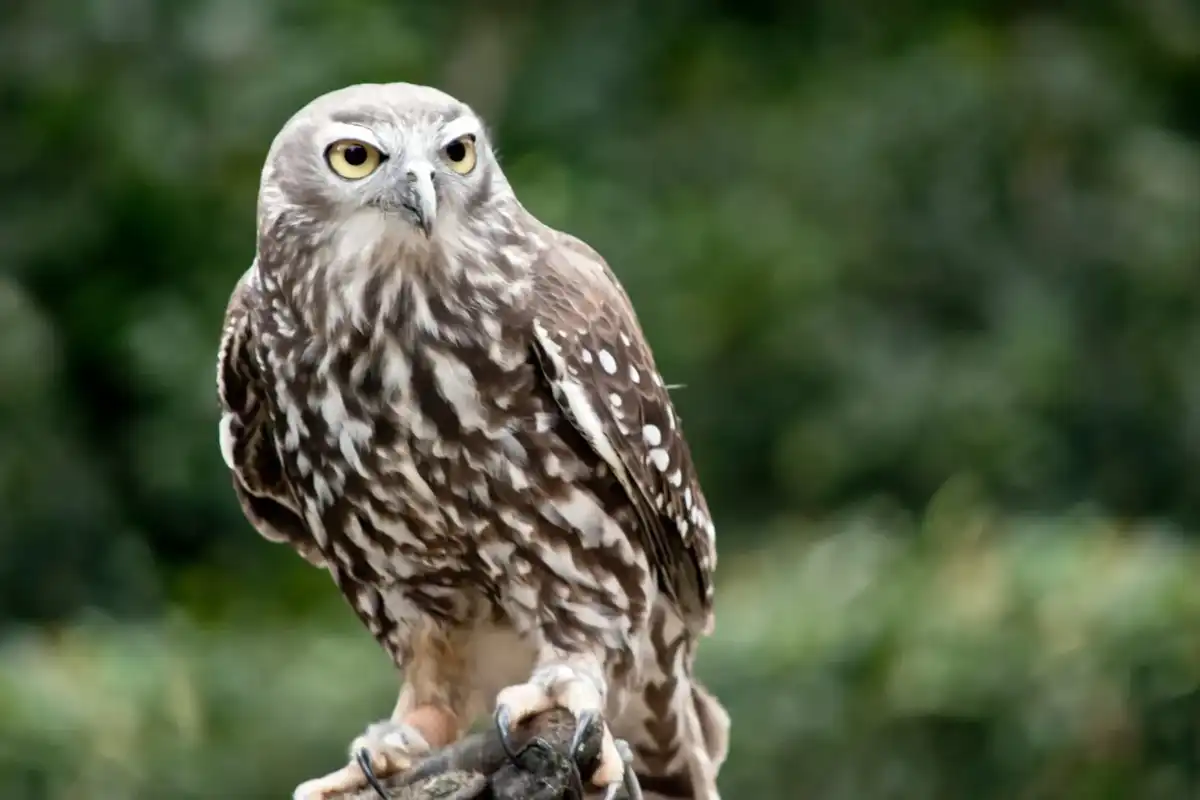 Read interesting Barking Owl facts that will amaze you.