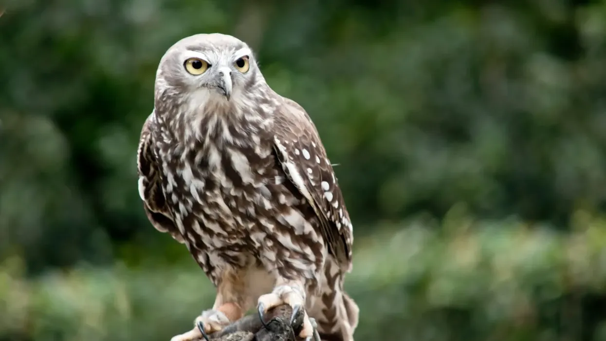 Read interesting Barking Owl facts that will amaze you.